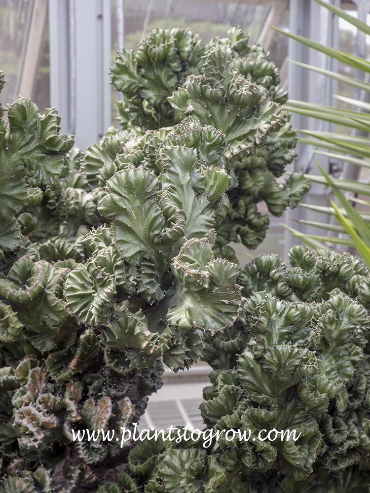 This was a very old large plant. of Euphorbia lactea forma cristata.
